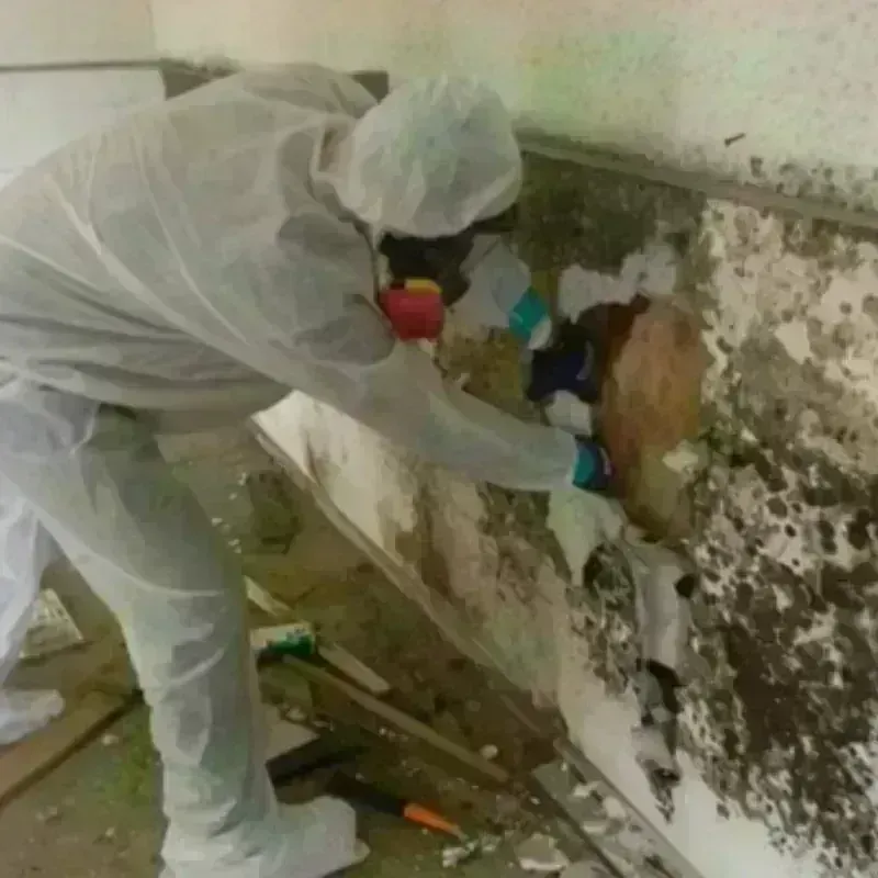 Mold Remediation and Removal in Woodway, WA